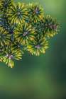 USA, Washington State, Seabeck. Close-up of Korean firs with pollen cones. Art Print